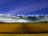 Vineyards in Mendoza