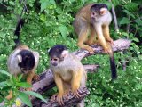 Monkeys in the Amazon