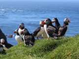 Puffins in Mykines Island - Faroe Islands