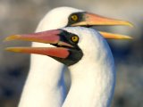 Nazca Boobies in the Galapagos Islands (Francisco Dousdebes)