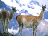 Guanacos in Torres del Paine National Park