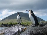 Galapagos Penguin