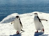 Penguins in Antarctica