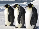 Penguins in Antarctica