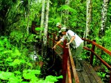 Boardwalk at the Inkaterra Reserva Amazonica Lodge