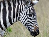 Zebra in Masai