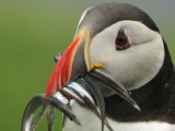 Puffin - Faroe Islands