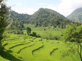 Rice Terraces in Nepal