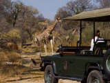 Camp Xakanaxa - Game Drive