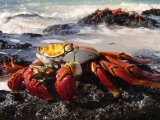 Sally Lightfoot Galapagos Crab (Metropolitan Touring)