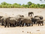 Savute Safari Lodge - Water Hole Gathering