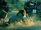 Safari at Thornybush