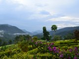 View of Bwindi Forest