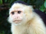 Whiteface Monkey