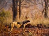 African Wild Dog at Madikwe Game Reserve