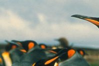 Sri Lanka - Gourmet in Style