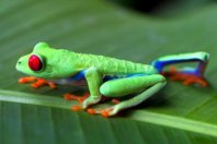 Costa Rican Eco-Journey