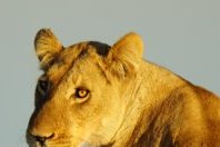 Safari Legends by Private Air - South Africa, Botswana &amp; Zimbabwe.