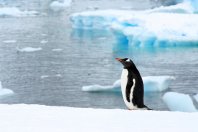 Weddell Sea Quest