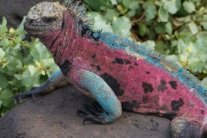 Galapagos Island Hopping 